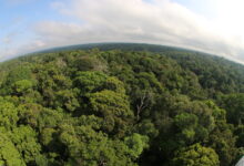 Photo of Desmatamento no Amazonas tem maior queda do ano em novembro, aponta Imazon