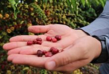 Photo of Idam abre inscrições para curso de “Tecnologia de Manejo para o Café Robustas Amazônica”