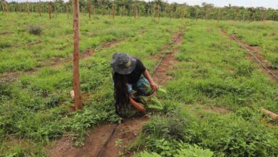 Photo of Sistema de irrigação contribui para a produção de maracujá e mamão em Iranduba