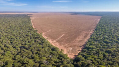 Photo of Brasil perde mais de 33% de suas áreas naturais desde a chegada dos portugueses