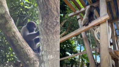 Photo of Resgate de Macacos em Pauini: Ação Conjunta Contra Crimes Ambientais