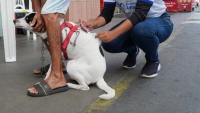 Photo of Campanha antirrábica animal é extendida até 31 de março com vacinação em 41 pontos fixos