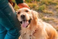 Photo of Janeiro Branco: pets como aliados na saúde mental e suporte emocional