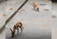 Photo of Após denúncias, homem é preso por maus-tratos contra cinco cachorros no bairro Cachoeirinha