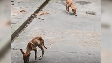 Photo of Após denúncias, homem é preso por maus-tratos contra cinco cachorros no bairro Cachoeirinha