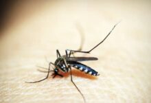 Photo of São Paulo tem primeiro caso de morte por Chikungunya