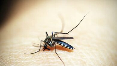 Photo of São Paulo tem primeiro caso de morte por Chikungunya