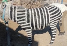 Photo of Zoológico chinês pinta burro com listras para imitar zebra