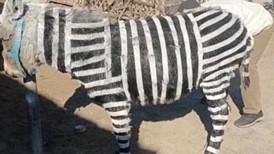 Photo of Zoológico chinês pinta burro com listras para imitar zebra