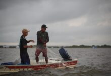 Photo of Defeso de oito espécies de peixes no AM encerra neste sábado; CONFIRA