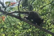 Photo of Terapia adaptada diminui mortes por febre amarela em 84%