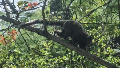 Photo of Terapia adaptada diminui mortes por febre amarela em 84%